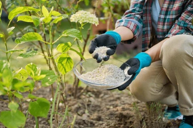 Fertilization Service